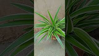 Flower of spider grass