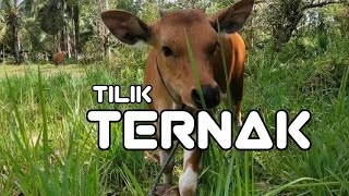 TILIK TERNAK || Review Anak Sapi Bali Umur 4 Bulan