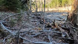 North country trail Quagmire swamp Adirondacks #adk #nature #hiking #nationalsenictrail