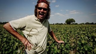 Clos Renard - vigna di 100 anni di Chenin di Lise e Bertrand Jousset a Montlouis su Loire