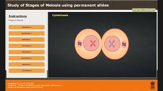 Study of Stages of Meiosis using permanent slides