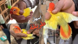 اسهل طريقة لتحديد الذكر و الانثي في عصافير الروز (طيور الحب) 🛑بدون عض