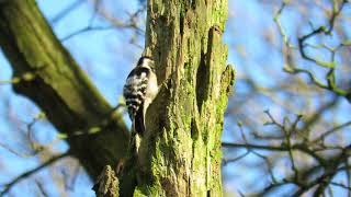 Lesser Spotted Woodpecker drumming in Lings Wood, Northampton 16/3/18