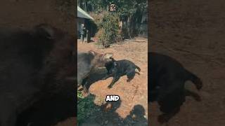 Cane Corso Vs Warthog - Can Cane Corso Win 😱