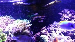 Carberryi anthias school 300 gallon reef