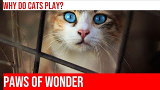 Paws and Wonder: Exploring Cats' Playful Curiosity