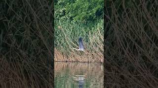 🔊 SOUND ON - 🐦 Birdwatching - Snagov lake, RO - kayak seastream angler 120 pd