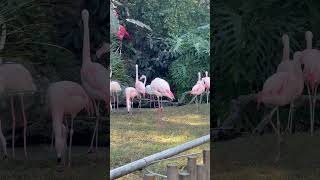 Flamingo working it. #tropicalbirds #birds #nature #zooanimals #cute #wow #fyp #animals