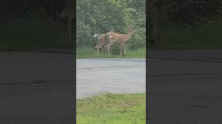 So beautiful family deer 😍baby's having milk, please like comment subscribe share follow me, thanks