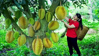 How to Harvest Durian, goes To Market Sell - Harvesting and Cooking |Tieu Vy Daily Life