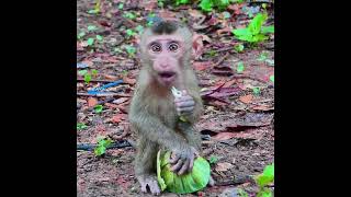 Best cute funny react ever! Royston always show of his lovely style when to eat food.