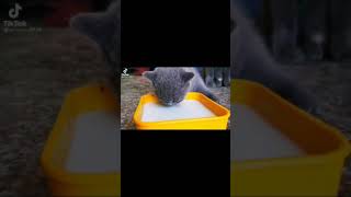 Cat's Moustache 🤣😂 | Funny cats video | #shorts