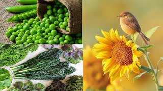 7 crops that grow faster than weeds | fast growing crops