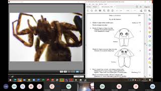 Introduction to Spider Identification second part