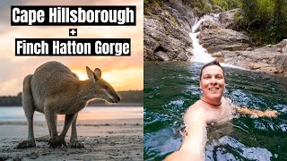 Cape Hillsborough Kangaroos + Finch Hatton Gorge // Best Things to do in Mackay, QLD