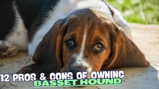 12 Pros & Cons of Owning a Basset Hound🐾