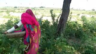 Desert women life, my new vlog kesri Bai#desertideas#desertrotionlife#desertwomenvillagelife