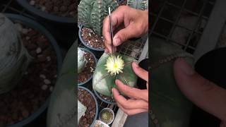 How to pollinate Astrophytum #cactuspollination #astrophytum #cactusflower  #shorts #intristv