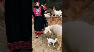 Rahim shah pashto song