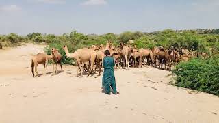 The owner is preventing the camels from going into the jungle.