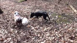 4 legged friends on their walk with waggy tails canterbury