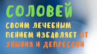 Соловей лечебное пение избавляет ОТ УНЫНИЯ И ДЕПРЕССИИ