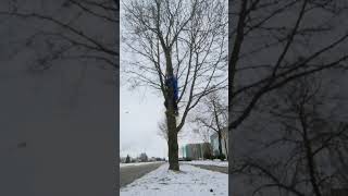 Best Tree Climber In The World At 16?! #shorts