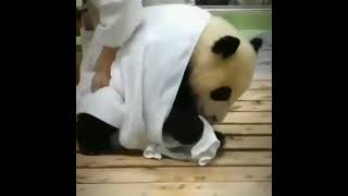 Drying a baby panda