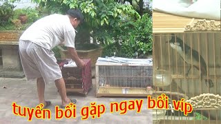 đi tuyển bổi vớ em bổi víp / và lô má trắng 4 con 650k