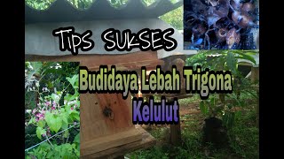 Sukses Budidaya Lebah Trigona/Kelulut | Tips sukses Budidaya Klanceng