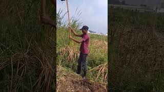 Digging holes for planting Yams. #farming #yams