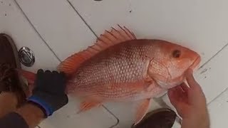 Triple Header Red Snapper