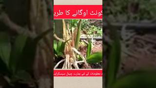 Unique Techniques // Grafting Techniques Makes Coconuts Grow Faster //  کوکونٹ اوگانے کا طریقہ