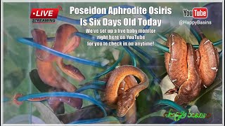 Monitor Poseidon Aphrodite Osiris LIVE @HappyBasins by Amy Benzi!