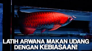 Latih Arwana Super Red Makan Udang Pakai Kebiasaan!