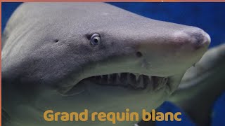 Grand requin blanc