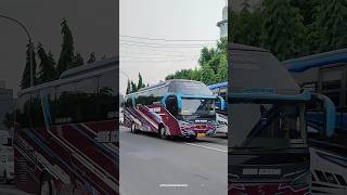 Telolet basuri po king ichsan jasmine #busmania #bus #shorts