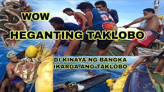 GRABE SUBRANG LAKI NG TAKLOBO DI KINAYA IKARGA SA BANGKA