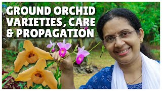 3 Types of Ground Orchids Propagation and Care