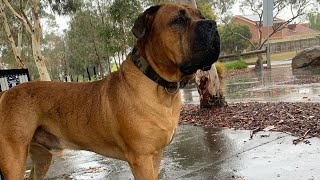 Boerboel Sully Sunday Rainy Live feed #boerboel #trending #doglover