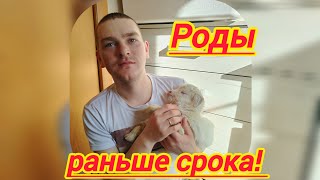 коза родила раньше срока//что-то пошло не так...