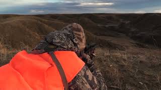 Rutting mule deer buck-Giving Back TV I S4