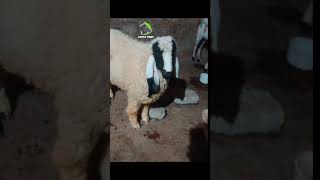 Kajla For sale | sheep for sale | Qurbani 2024 sheep for sale age 10 months #animals #cow  #sheep