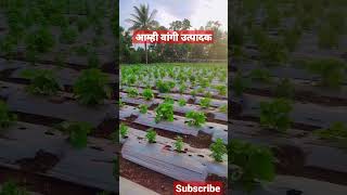 वांगी लागवड #agribusiness #farming #kisan #shetkari #आपला_शेतकरी #शेती #agriculture #ऊस