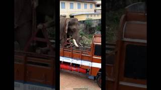 Wild elephant caught!! #elephant