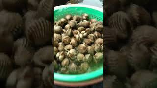 mencuci kerang dara