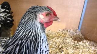 Chickens (Laced Wyandottes) at Melbourne Show.