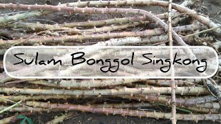 Sulam Bonggol Singkong Marokha - Belajar Tani #viral