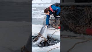 A Heartfelt Tale of a Wounded Dolphin Trapped in a Net, Pleading for a Sailor's Rescue. #animals