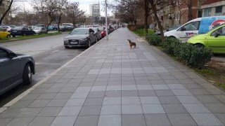 Stray dog howls at ambulance siren